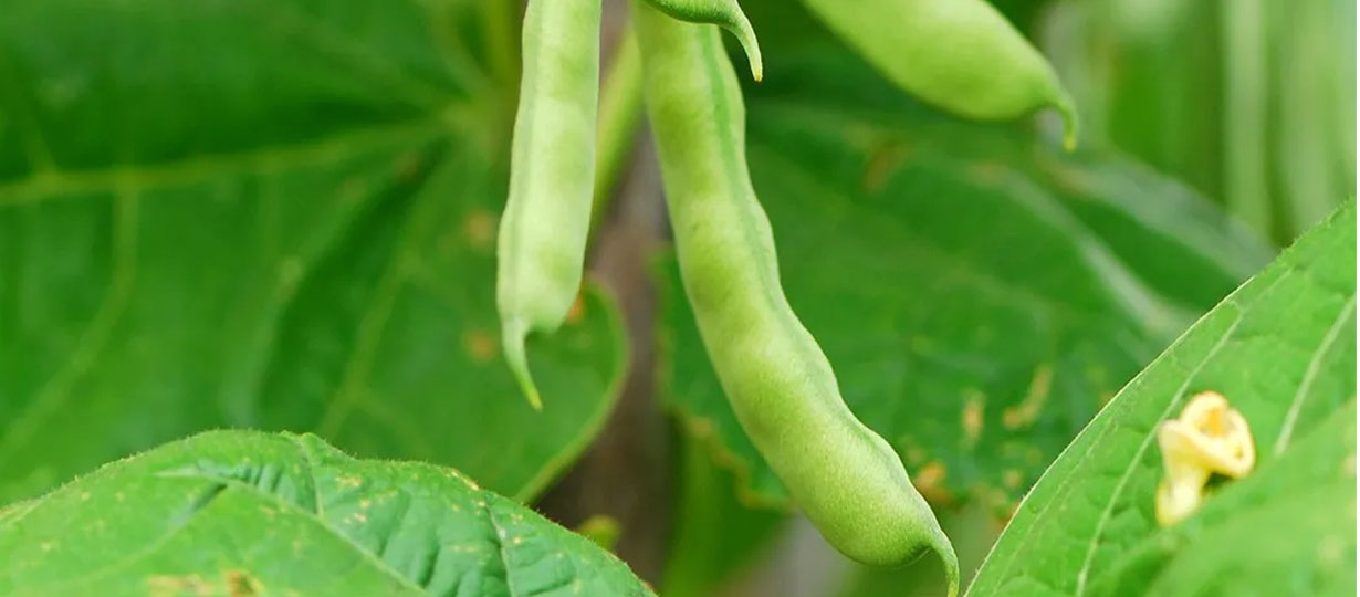 planta-del-frijol
