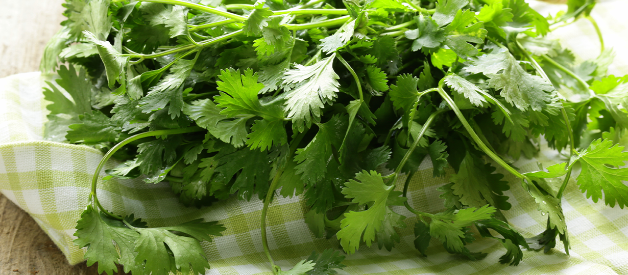 cilantro