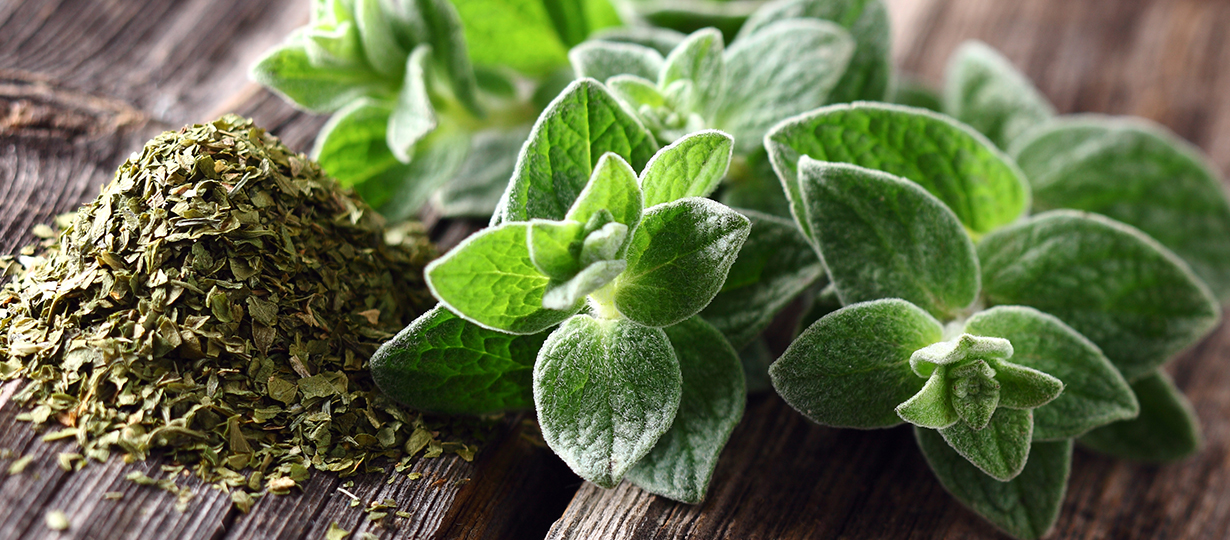 oregano